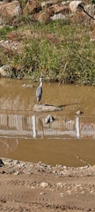 Ardea cinerea