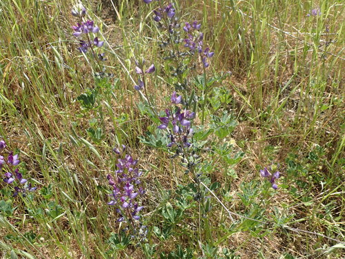 iNaturalist observation photo of arroyo lupine