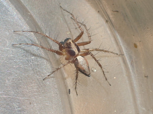 iNaturalist observation photo of Grass Lynx Spiders