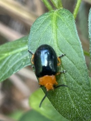 Lamprolina simillima