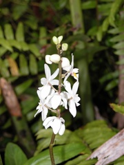 Otostylis