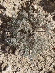 Artemisia bigelovii