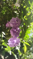 Brunfelsia grandiflora