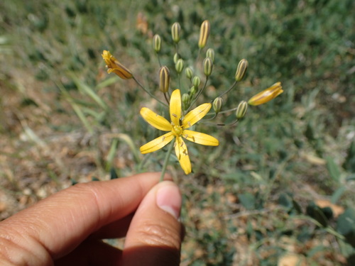 iNaturalist observation photo of goldenstar