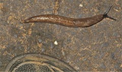 Atoxonoides meridionalis