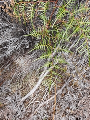 Pteridium esculentum esculentum