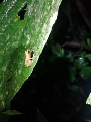 Pristimantis achatinus