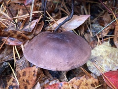 Calocybe onychina