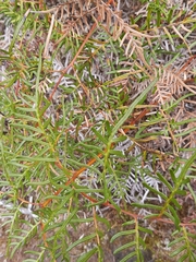 Pteridium esculentum esculentum