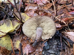 Calocybe onychina