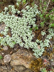 Raoulia parkii