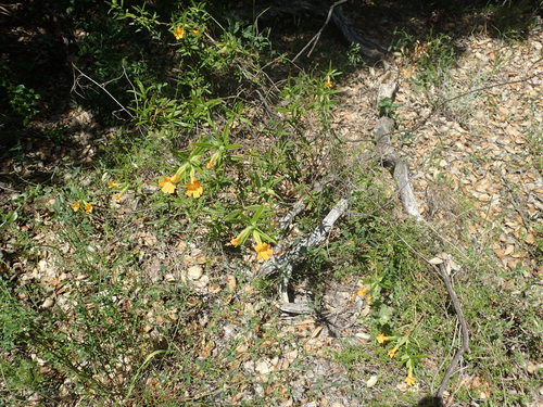 iNaturalist observation photo of bush monkeyflowers