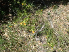 Diplacus longiflorus