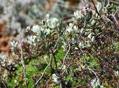 Linochilus rupestris