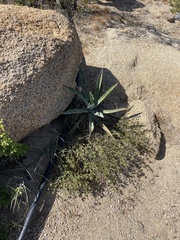 Agave aurea capensis