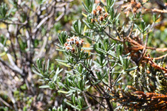 Linochilus rupestris