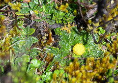 Senecio repens