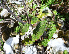 Valeriana microphylla