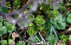 Valeriana microphylla