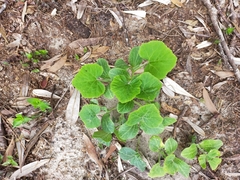 Cucurbita maxima maxima