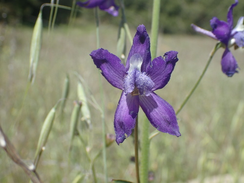iNaturalist observation photo of larkspurs