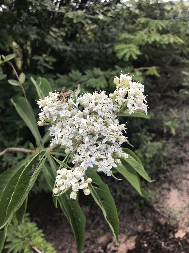 Verbesina guatemalensis