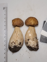 Boletus nobilissimus