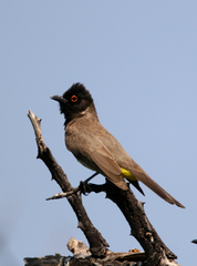 African Red-Eyed Bulbul photo 3