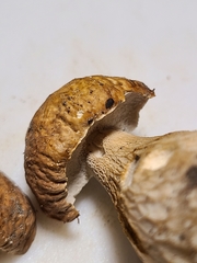 Boletus nobilissimus