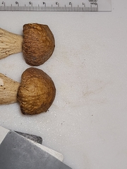 Boletus nobilissimus