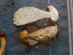 Boletus nobilissimus
