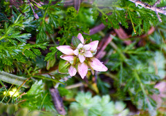 Gentianella nummulariifolia