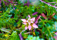 Gentianella nummulariifolia