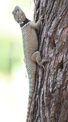 Sceloporus cyanogenys