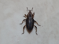 Coleoptera