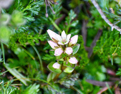 Gentianella nummulariifolia