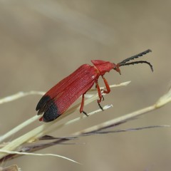 Lycus sanguineus