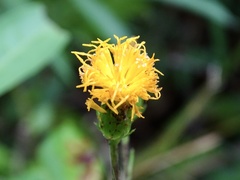 Gynura divaricata