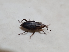 Coleoptera