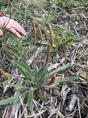 Plantago varia