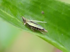 Entomophthoraceae