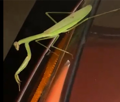 Mantidae