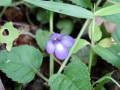 Torenia benthamiana, photograph Toby Y, CC BY, iNaturalist via GBIF