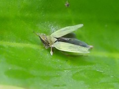Entomophthoraceae