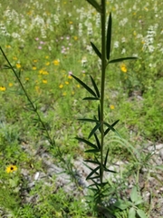 Desmodium sessilifolium