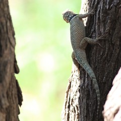 Sceloporus cyanogenys