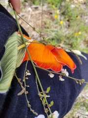 Desmodium sessilifolium