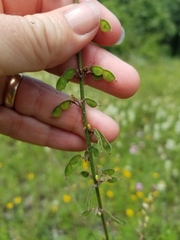 Desmodium sessilifolium