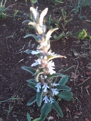 Ajuga ophrydis