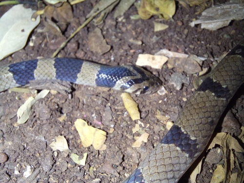 Photo of a Tillack's Kukri Snake (Oligodon tillacki)